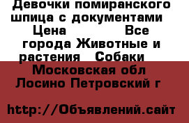 Девочки помиранского шпица с документами › Цена ­ 23 000 - Все города Животные и растения » Собаки   . Московская обл.,Лосино-Петровский г.